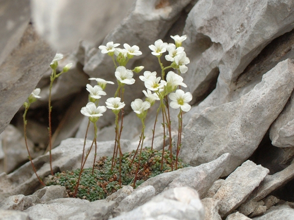 Saxifraga caesia / Sassifraga verde mare